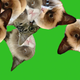 Illustration for article titled Is This The Best Website Since Procatinator?